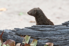 Dwarf mongoose families are seen in all but the most arid bush