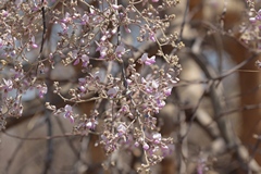 Kalahari appleleaf blossom
