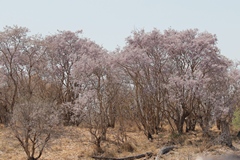 Kalahari appleleaf trees are a common sight in dry areas