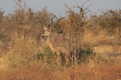 Greater kudu are widespread throughout mopane bush. Mopane leaves are very nutririous