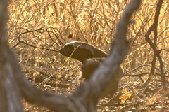 A rare and fleeting glimpse of a honeybadger