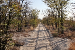 Where there is more rainfull the mopane bushes can grow much taller and eventually become trees