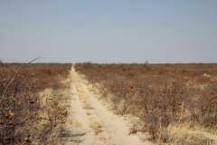 Mopane bush can be very low growing in dry areas, and stretches for miles and miles