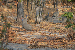 Flocks of helmeted guineafowl are noisy residents of the bush