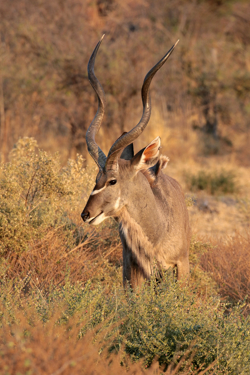 Greater kudu bull in Savuti