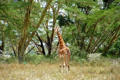Rothschild's giraffe at Lake Nakuru