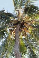 The vertical trunk of the coconut palm cries out for the camera to be held in portrait mode