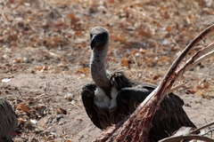 Sidelight on white-backed vulture