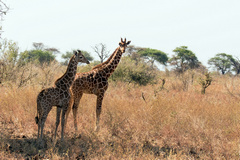 Here I have waited until the two giraffes have stood together so that the subject appears as a single object. I've also kept a lot of the environment in the shot and left them some space to walk into