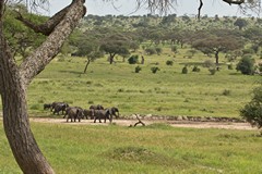 Elephants in Tarangire