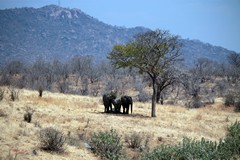 Elephants in Ruaha