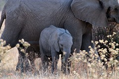 Elephants in Ruaha