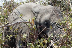 Elephant in Ruaha