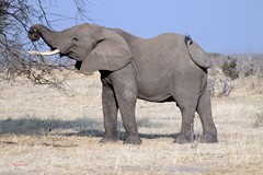 Elephant in Ruaha