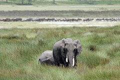 Elephants in Serengeti