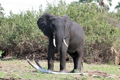 Elephant in Selous