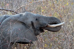 Elephants in Ruaha are being increasingly targeted