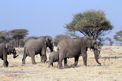 Elephant family in Ruaha