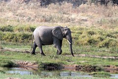 Elephant at the Ruaha River