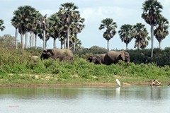 Elephants by the Rufiji River in Selous