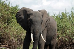 Young Bull in Selous - will his Ivory ever have a chance to grow into huge tusks?