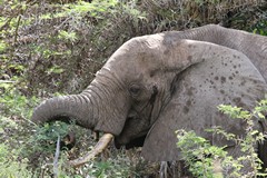Elephants are one of nature's gardeners. They do an important job of keeping bush from getting too thick, and contribute massively to the well being of the environment, unless they are prevented from ranging over large areas