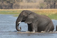 An elephant enjoying himself in the relative safety of Moremi game reserve in Botswana. Poaching is increasing here, and Trophy hunters are targetting bulls, of course, whether they are a problem or not