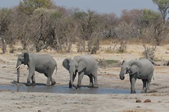 These young elephants are enjoying an artificially maintained waterhole on an old hunting concession in Botswana. Botswana has recently started trophy killing elephants again under the nonsensical excuse of controlling human wildlife conflict