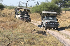 Cars dashing to a leopard sighting as the guides radio the information around. Very quickly the animal can be surrounded and has to make off for thick bush to escape the tourists