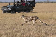 Off roading is not allowed in many National parks. Game reserves may have different rules. It is especially irresponsible if several cars are following animals such as this cheetahs who was clearly trying to hunt. We left shortly after this photo was taken