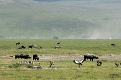 Yes there is a lot of game in places like Ngorongoro, but the downside is the sheer number of cars dashing about which can completely take the magic away. There was a lot of heat haze which partly contributes to the poor quality of the photo but clearly illustrates how vehicles can spoil the view
