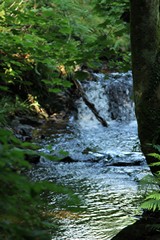 Arran stream in Woodland
