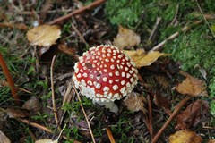 Small fly agaric