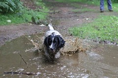 Indi in puddle