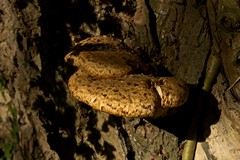 Fungi on tree bark