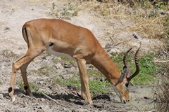 Impala at waterhole