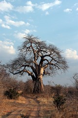 A baobab catches the late afternoon sunshine in Ruaha