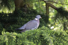 Wood pigeon in fir tree