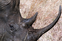 The rhino's keratin horn is it's death warrant, both from poaching and from trophy hunters with masculinity issues. We have reduced their global numbers to about 27300 including 5500 critically endangered black rhinos and possibly 18500 white rhinos. Yet both these two are hunted