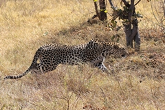 Leopards are considered vulnerable in the IUCN Red List. Legally hunted in 12 African Countries. Most countries do not reach quota as actual numbers are too scarce. Numbers are decreasing. Some such as Amur leopard and snow leopard are in critically low numbers