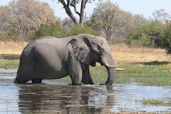 Botswana earmarked 400 elephants to be killed by trophy hunters in 2020 (prior to the covid19 pandemic giving them a reprieve). President Masisi was presented with the International Legislator of the Year award by none other than Safari Club International. Considering he tells 'the West' to stay out of his country's conservation policies it's a bit of a laugh to say the least