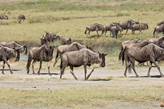 Migrating wildebeeste in the Serengeti