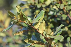 The single glossy green leaves are elliptical and wavy along the edges