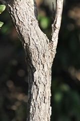 The bark of a young jackalberry