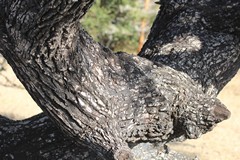 The dark grey bark develops longitudinal fissures with age