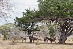 A small herd of Mozambique wildebeestes take shelter from the hot sun under the spreading and dense canopy of a jackalberry
