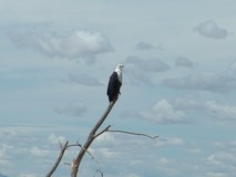 Fish Eagle in Amboseli
