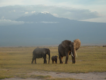 Elephants posing with Kilimanjaro in the background