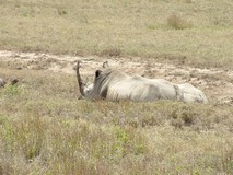 White rhino in Nakuru