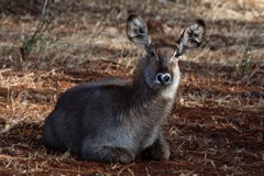 A very young common waterbuck. There are a large number of waterbuck in Meru